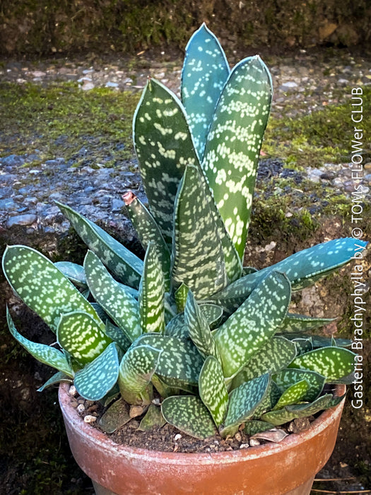 Gasteria Brachyphylla in a clay pot, organically grown succulent plants for sale at TOMs FLOWer CLUB.