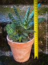 Gasteria Brachyphylla in a clay pot, organically grown succulent plants for sale at TOMs FLOWer CLUB.