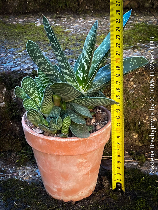 Gasteria Brachyphylla in a clay pot, organically grown succulent plants for sale at TOMs FLOWer CLUB.