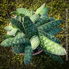 Gasteria Brachyphylla in a clay pot, organically grown succulent plants for sale at TOMs FLOWer CLUB.