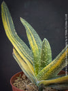 Gasteria Carinata Aurea Variegata, variegated plants; organically grown succulent plants for sale at TOMs FLOWer CLUB in Zurich, Switzerland.