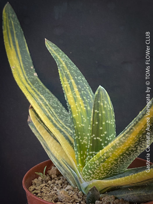 Gasteria Carinata Aurea Variegata, variegated plants; organically grown succulent plants for sale at TOMs FLOWer CLUB in Zurich, Switzerland.