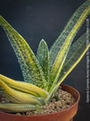 Gasteria Carinata Aurea Variegata, variegated plants; organically grown succulent plants for sale at TOMs FLOWer CLUB in Zurich, Switzerland.