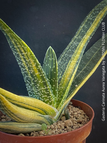 Gasteria Carinata Aurea Variegata, variegated plants; organically grown succulent plants for sale at TOMs FLOWer CLUB in Zurich, Switzerland.