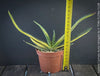 Gasteria Carinata Aurea Variegata, variegated plants; organically grown succulent plants for sale at TOMs FLOWer CLUB in Zurich, Switzerland.