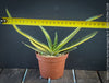 Gasteria Carinata Aurea Variegata, variegated plants; organically grown succulent plants for sale at TOMs FLOWer CLUB in Zurich, Switzerland.