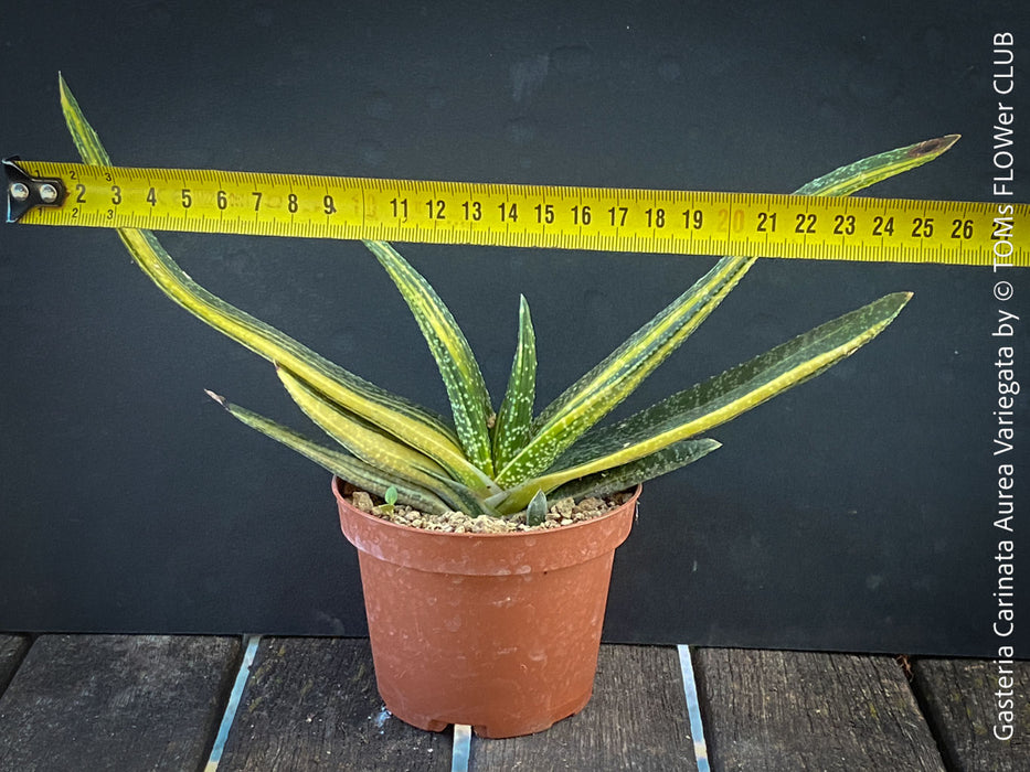 Gasteria Carinata Aurea Variegata, variegated plants; organically grown succulent plants for sale at TOMs FLOWer CLUB in Zurich, Switzerland.