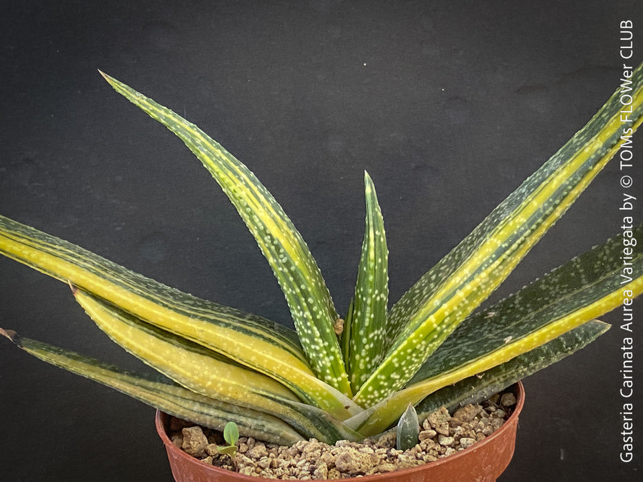 Gasteria Carinata Aurea Variegata, variegated plants; organically grown succulent plants for sale at TOMs FLOWer CLUB in Zurich, Switzerland.