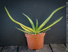 Gasteria Carinata Aurea Variegata, variegated plants; organically grown succulent plants for sale at TOMs FLOWer CLUB in Zurich, Switzerland.
