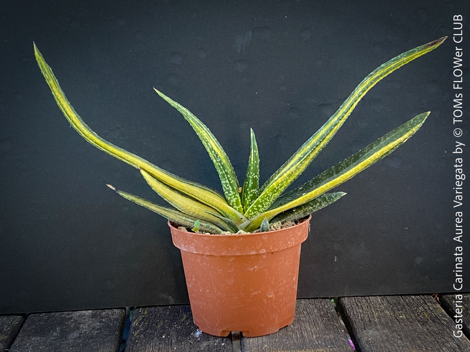 Gasteria Carinata Aurea Variegata, variegated plants; organically grown succulent plants for sale at TOMs FLOWer CLUB in Zurich, Switzerland.