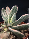 Gasteria Fuji Yuki, organically grown succulent plants for sale at TOMs FLOWer CLUB.