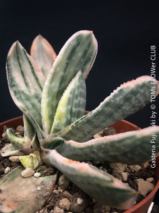 Gasteria Fuji Yuki, organically grown succulent plants for sale at TOMs FLOWer CLUB.