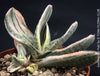 Gasteria Fuji Yuki, organically grown succulent plants for sale at TOMs FLOWer CLUB.