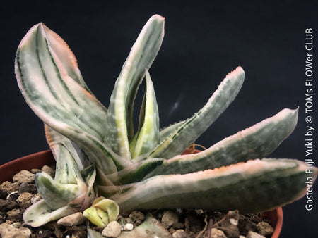 Gasteria Fuji Yuki, organically grown succulent plants for sale at TOMs FLOWer CLUB.