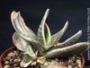 Gasteria Fuji Yuki, organically grown succulent plants for sale at TOMs FLOWer CLUB.