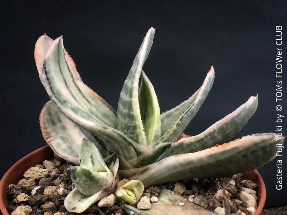 Gasteria Fuji Yuki, organically grown succulent plants for sale at TOMs FLOWer CLUB.