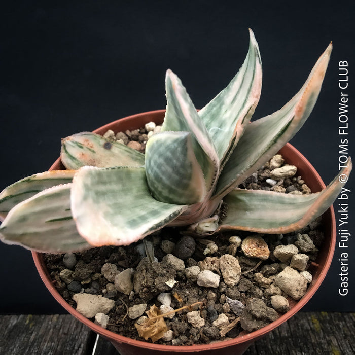 Gasteria Fuji Yuki, organically grown succulent plants for sale at TOMs FLOWer CLUB.