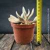 Gasteria Fuji Yuki, organically grown succulent plants for sale at TOMs FLOWer CLUB.