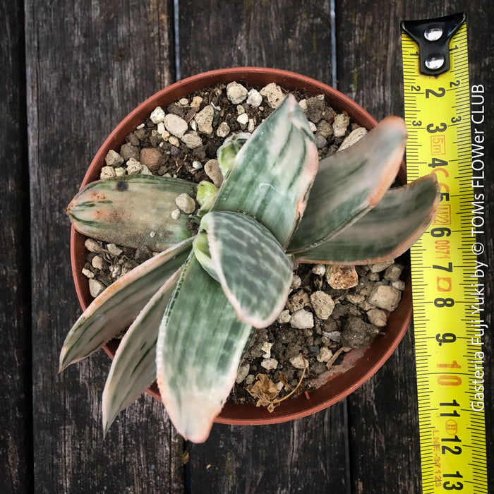 Gasteria Fuji Yuki, organically grown succulent plants for sale at TOMs FLOWer CLUB.