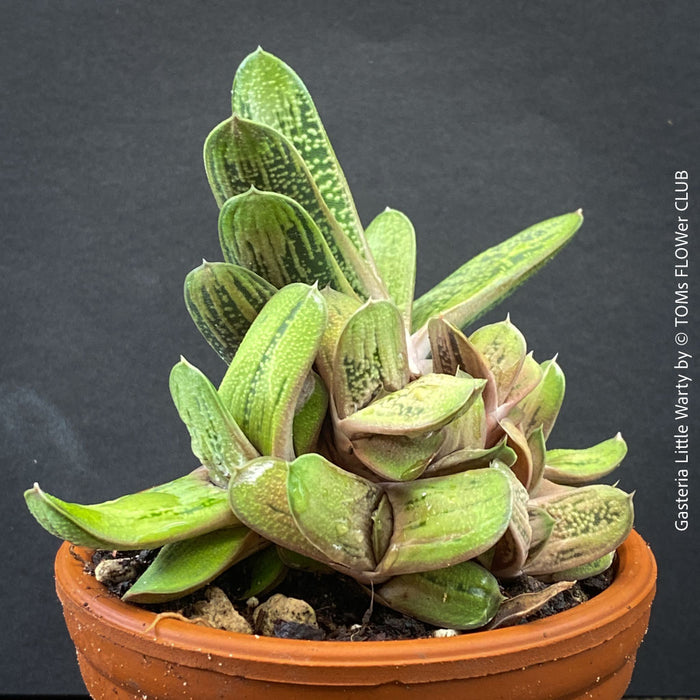 Collector-quality Gasteria 'Little Warty' from TOMs FLOWer CLUB.