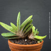 Gasteria 'Little Warty' succulent with beautifully textured leaves cultivated at TOMs FLOWer CLUB.