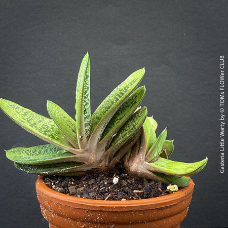 Gasteria 'Little Warty' succulent with beautifully textured leaves cultivated at TOMs FLOWer CLUB.