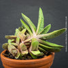 Compact Gasteria 'Little Warty' collector succulent displaying symmetrical rosette growth.