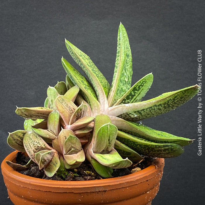 Compact Gasteria 'Little Warty' collector succulent displaying symmetrical rosette growth.