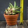 Compact Gasteria 'Little Warty' collector succulent displaying symmetrical rosette growth.