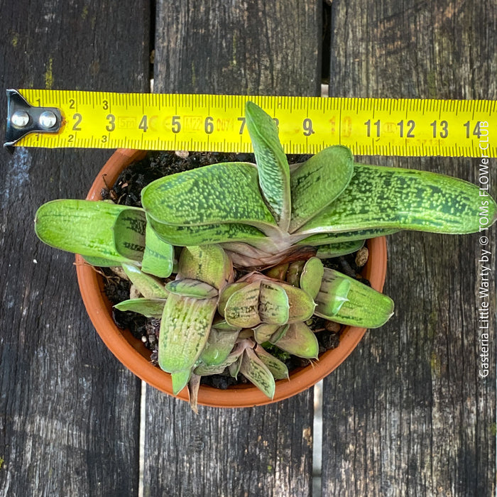 Healthy Gasteria 'Little Warty' growing in a breathable clay pot with organic substrate.
