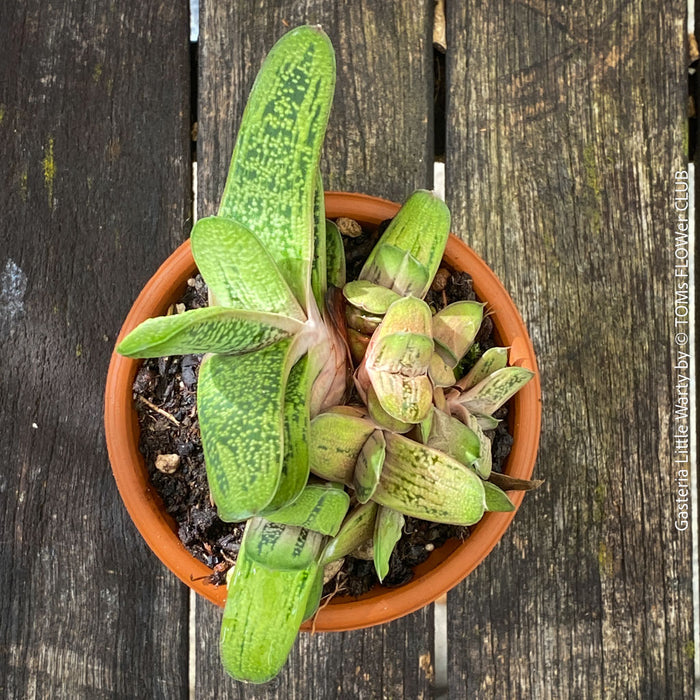 Compact Gasteria 'Little Warty' collector succulent displaying symmetrical rosette growth.