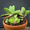 Healthy Gasteria 'Little Warty' growing in a breathable clay pot with organic substrate.