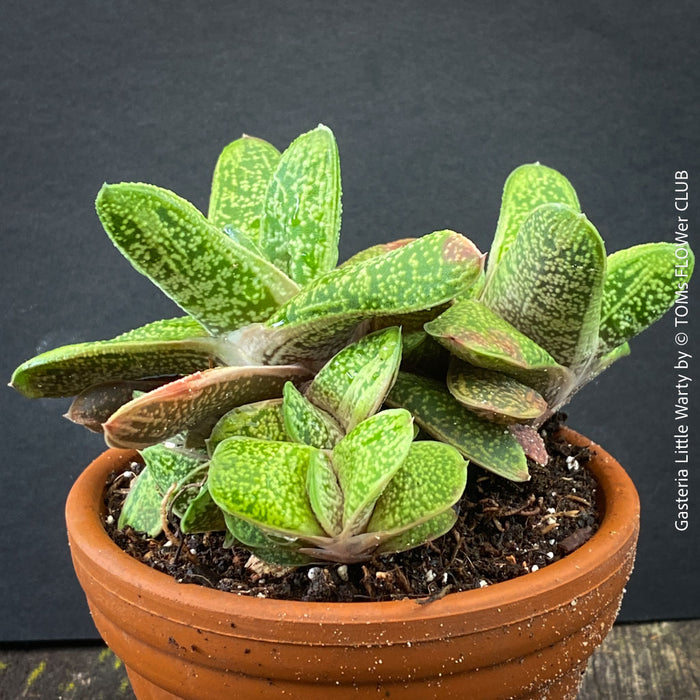 Healthy Gasteria 'Little Warty' growing in a breathable clay pot with organic substrate.