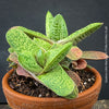 Healthy Gasteria 'Little Warty' growing in a breathable clay pot with organic substrate.