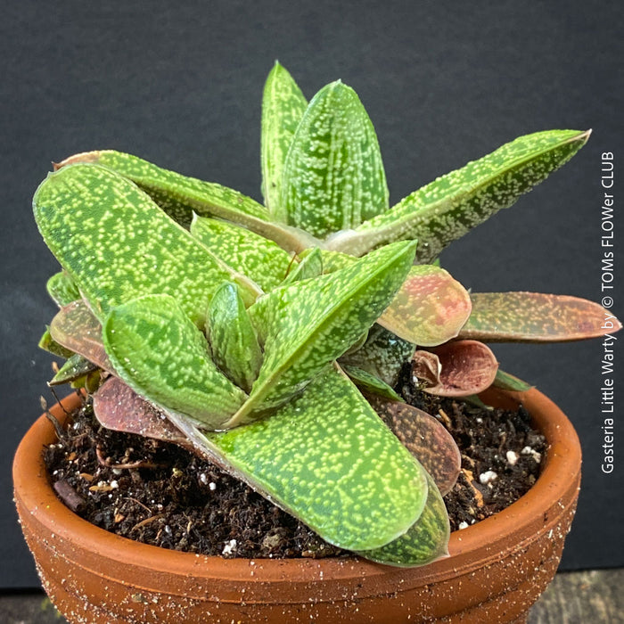 Healthy Gasteria 'Little Warty' growing in a breathable clay pot with organic substrate.