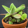 Close-up of Gasteria 'Little Warty' showing raised white tubercles on dark green foliage.