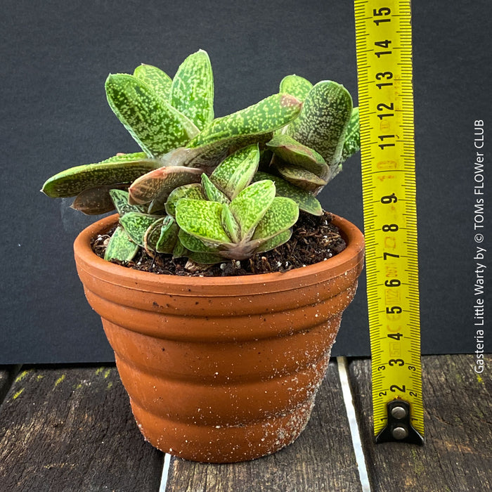 Close-up of Gasteria 'Little Warty' showing raised white tubercles on dark green foliage.