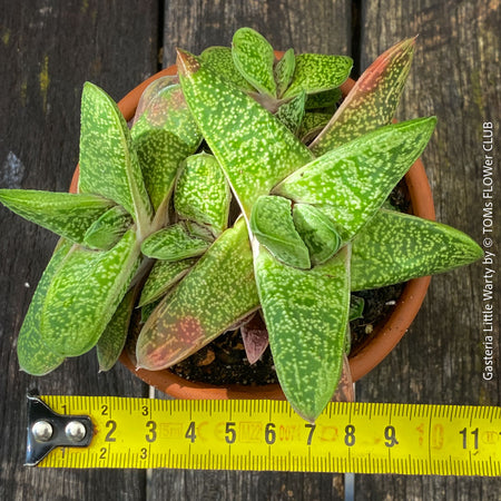 Gasteria 'Little Warty' succulent with beautifully textured leaves for sale at TOMs FLOWer CLUB.