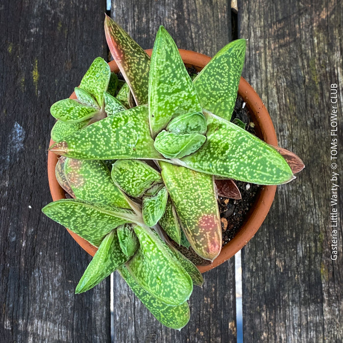 Gasteria 'Little Warty' succulent with beautifully textured leaves cultivated at TOMs FLOWer CLUB.