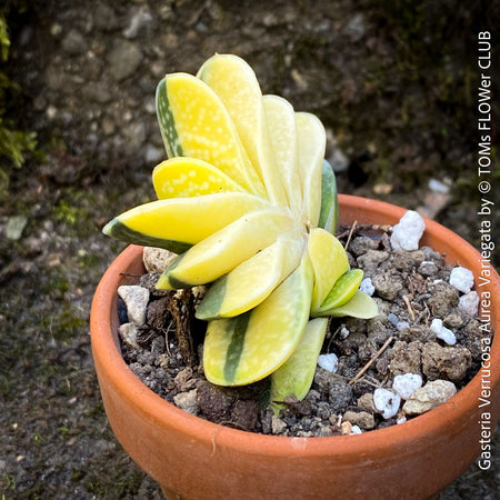Gasteria Verrucosa Aurea Variegata, variegated plants; organically grown succulent plants for sale at TOMs FLOWer CLUB.