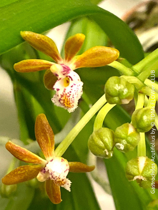 Gastrochilus Acutifolius, brownish yellow flowering orchid, organically grown tropical plants for sale at TOMs FLOWer CLUB.