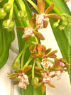 Gastrochilus Acutifolius, brownish yellow flowering orchid, organically grown tropical plants for sale at TOMs FLOWer CLUB.