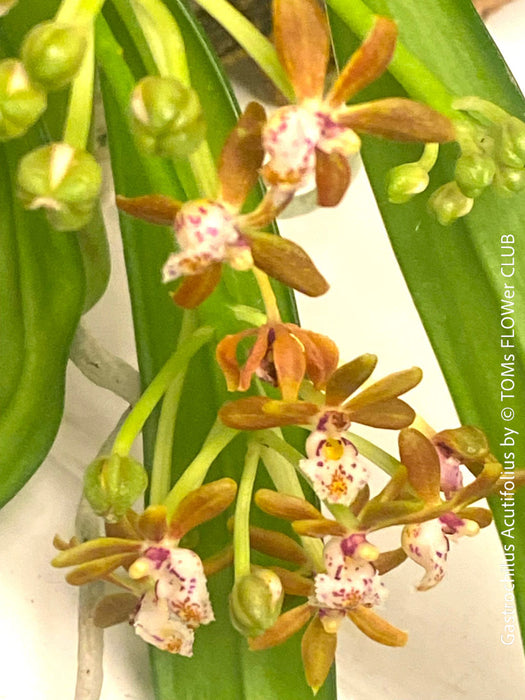 Gastrochilus Acutifolius, brownish yellow flowering orchid, organically grown tropical plants for sale at TOMs FLOWer CLUB.