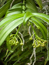 Gastrochilus Acutifolius, brownish yellow flowering orchid, organically grown tropical plants for sale at TOMs FLOWer CLUB.