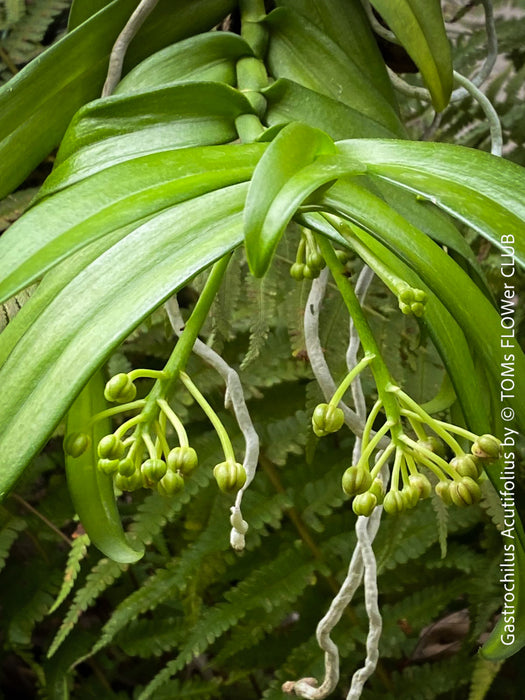 Gastrochilus Acutifolius, brownish yellow flowering orchid, organically grown tropical plants for sale at TOMs FLOWer CLUB.