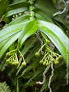 Gastrochilus Acutifolius, brownish yellow flowering orchid, organically grown tropical plants for sale at TOMs FLOWer CLUB.