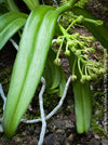 Gastrochilus Acutifolius, brownish yellow flowering orchid, organically grown tropical plants for sale at TOMs FLOWer CLUB.