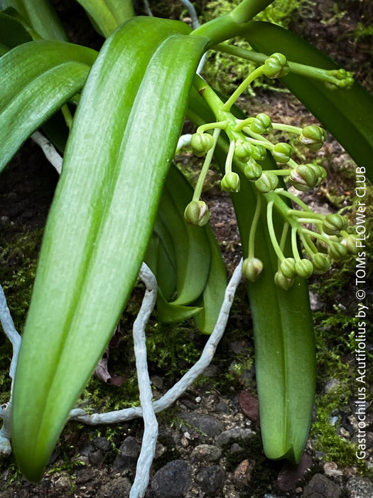 Gastrochilus Acutifolius, brownish yellow flowering orchid, organically grown tropical plants for sale at TOMs FLOWer CLUB.