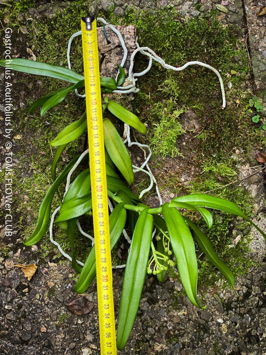 Gastrochilus Acutifolius, brownish yellow flowering orchid, organically grown tropical plants for sale at TOMs FLOWer CLUB.