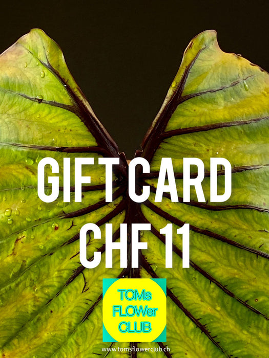 Give the gift of choice with TOMs FLOWer CLUB Gift Cards! Perfect for any occasion, offering unique plants, pots, art, and prints. Flexible values from CHF 11–1001!